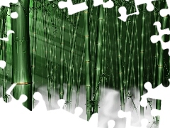 Fog, stems, bamboo