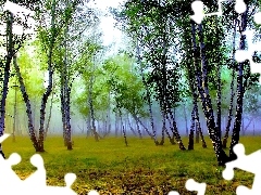 Fog, forest, birch