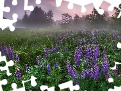 lupins, Meadow, viewes, Fog, trees, purple