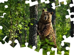 Bear, trees, green, forest