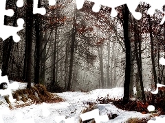 forest, Way, snow