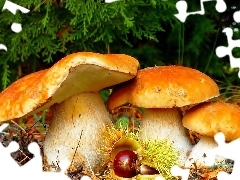 mushrooms, fleece, forester, chestnut