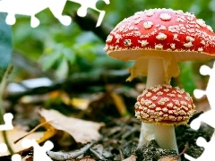 Red toadstool, fleece, forester, mushrooms