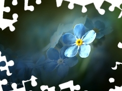 Blue, forget-me-not
