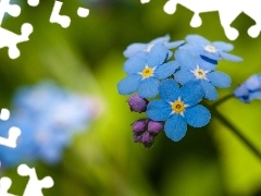 Flower, forget-me-not