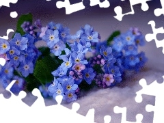 small bunch, forget-me-not