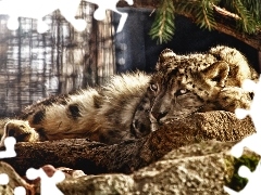Fractalius, lying, snow leopard