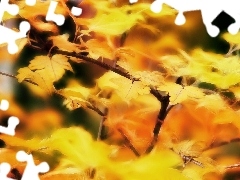 Yellow, Leaf, Fractalius, Autumn
