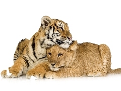 friends, Lioness, tiger
