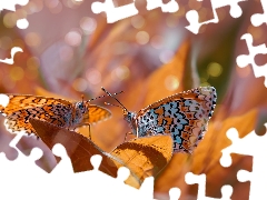 Leaf, butterflies, fuzzy, Red-Band Fritillary, Two cars, Bokeh, background