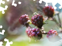 fruit, blackberry, maturing