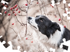 dog, Twigs, Fruits, Border Collie