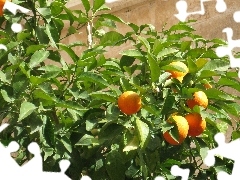 Fruits, mandarin, sapling