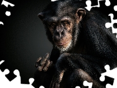 chimpanzee, Funny