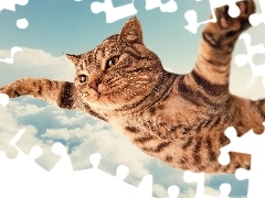 flying, clouds, Funny, cat