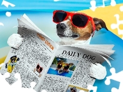 Jack Russell Terrier, Paper, Funny, Glasses