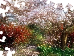 Garden, Blossoming, cherry