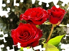 Garden, Red, roses