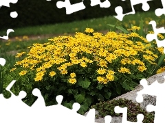 Yellow, ##, garden, Flowers