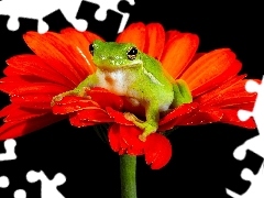 Gerbera, Green, frog