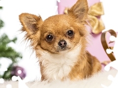 gifts, doggy, Chihuahua