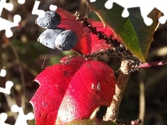 Granate, fruit, Red, Leaf, holly