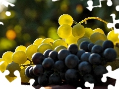 Grapes, White, Black