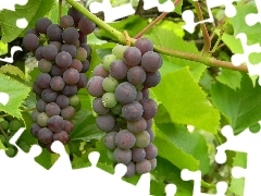 Grapes, maturing, dark