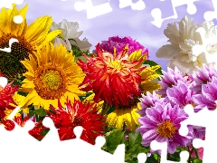 peony, graphics, dahlias, Sunflower, Flowers