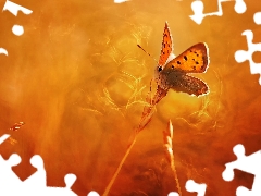 butterfly, blades, grass, American Copper