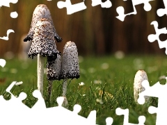 grass, mushrooms, Coprinus
