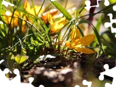 grass, Yellow, crocuses