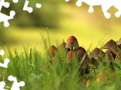 grass, mushroom, hats