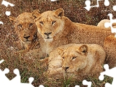 grass, Three, lions