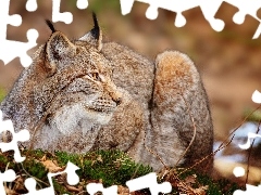 Lynx, grass
