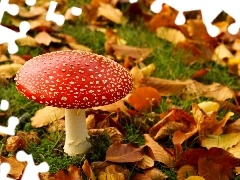 Mushrooms, Leaf, grass, toadstool