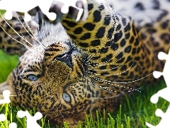 grass, Leopards, paw