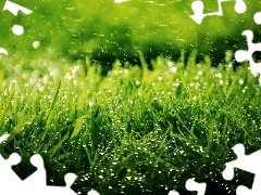 Rain, grass