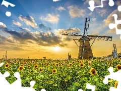 Field, Windmill, Great Sunsets, Nice sunflowers