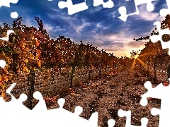 Great Sunsets, vineyard