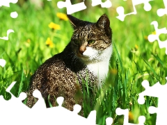 cat, sun, green, grass