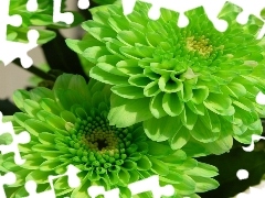 green, dahlias, color