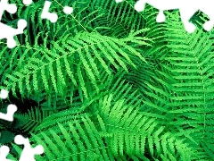 green ones, fern