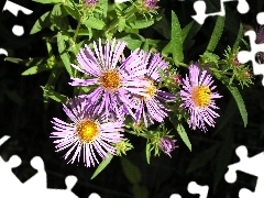 leaves, Aster, green ones