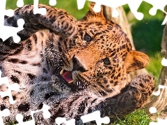 Leopards, play, green, paws