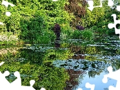 summer, Pond - car, green