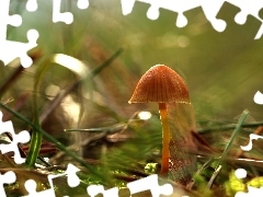 Hat, mushroom, small