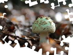 White, frayed, Hat, mushroom