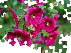 flourishing, Hollyhocks