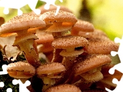 Honey fungus